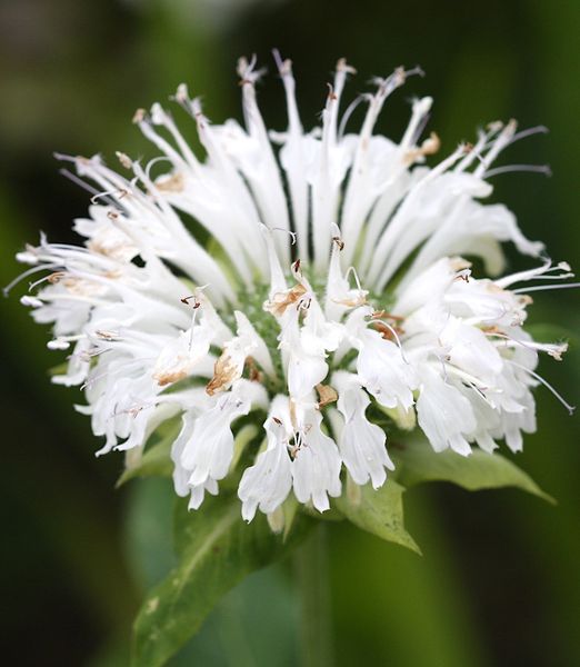 Monarda 'Schneewittchen'